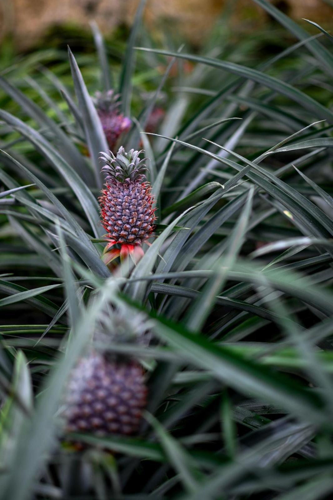 Pineapple Studio Ponta Delgada Eksteriør bilde